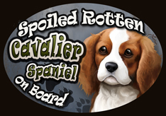 Cavalier King Charles Spaniel_Spoiled Rotten Magnet